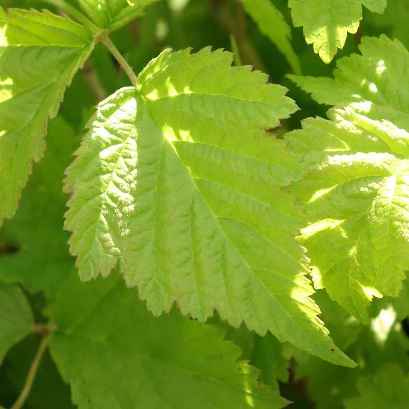 Rubus caesius (Follaje)