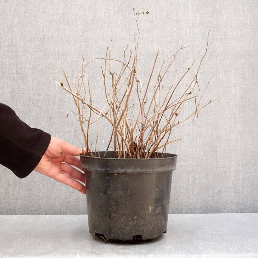 Rubus caesius Maceta 4L/5L, Formación arbustiva Ejemplar entregado en invierno