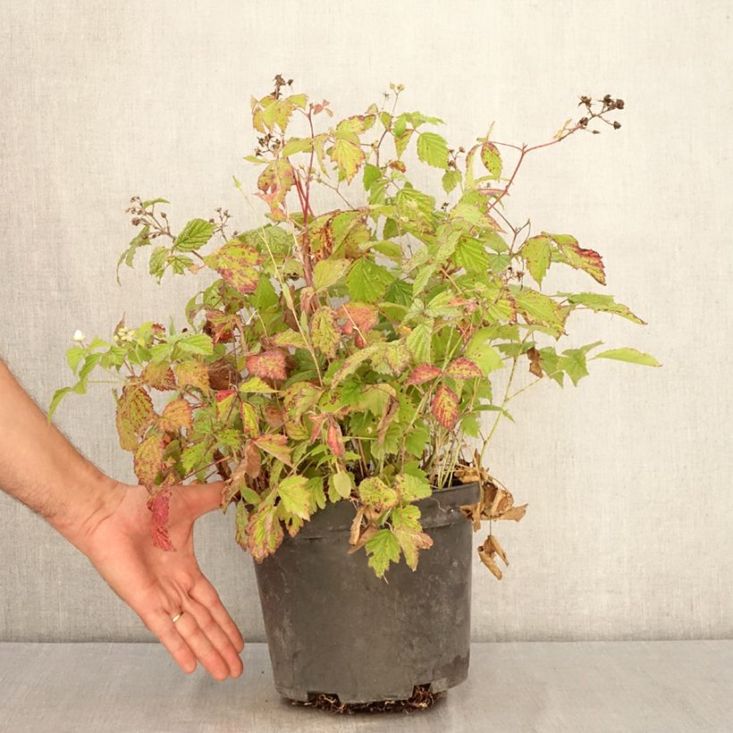 Ejemplar de Rubus caesius Maceta 4L/5L, Formación arbustiva entregado en verano