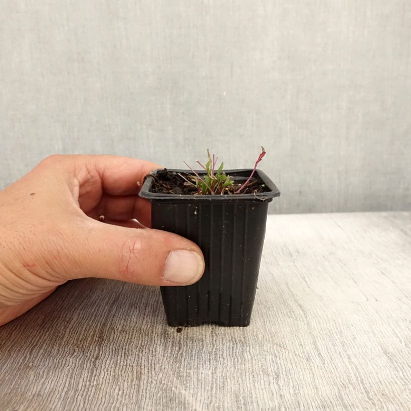 Ejemplar de Rabaniza BIO Maceta de 8/9 cm entregado en otoño