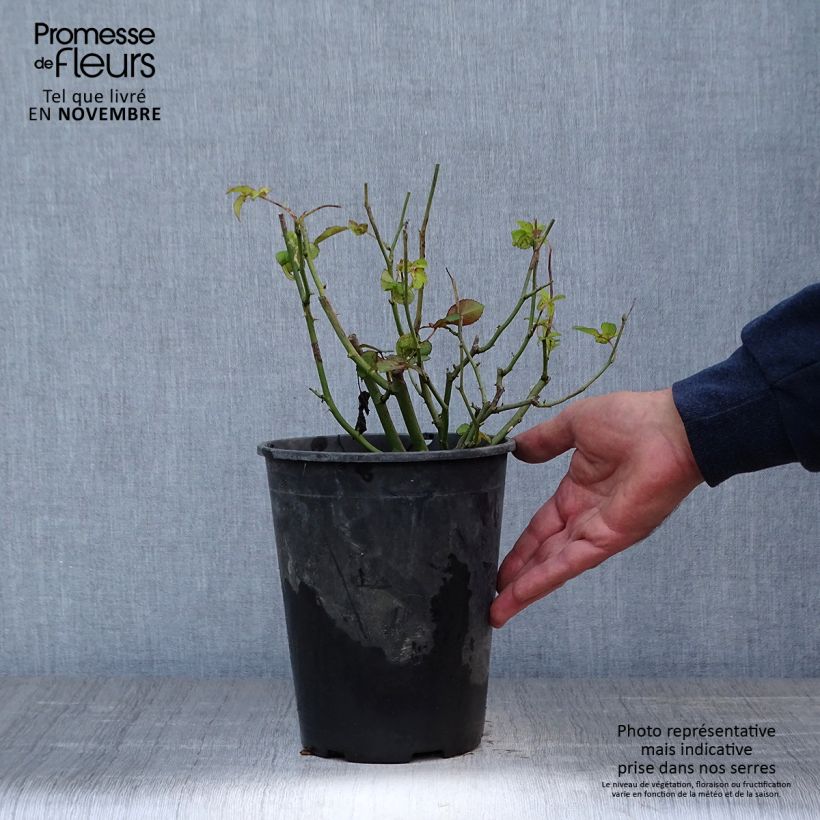 Ejemplar de Rosa polyantha Golden Border Maceta 3L/4L entregado en otoño