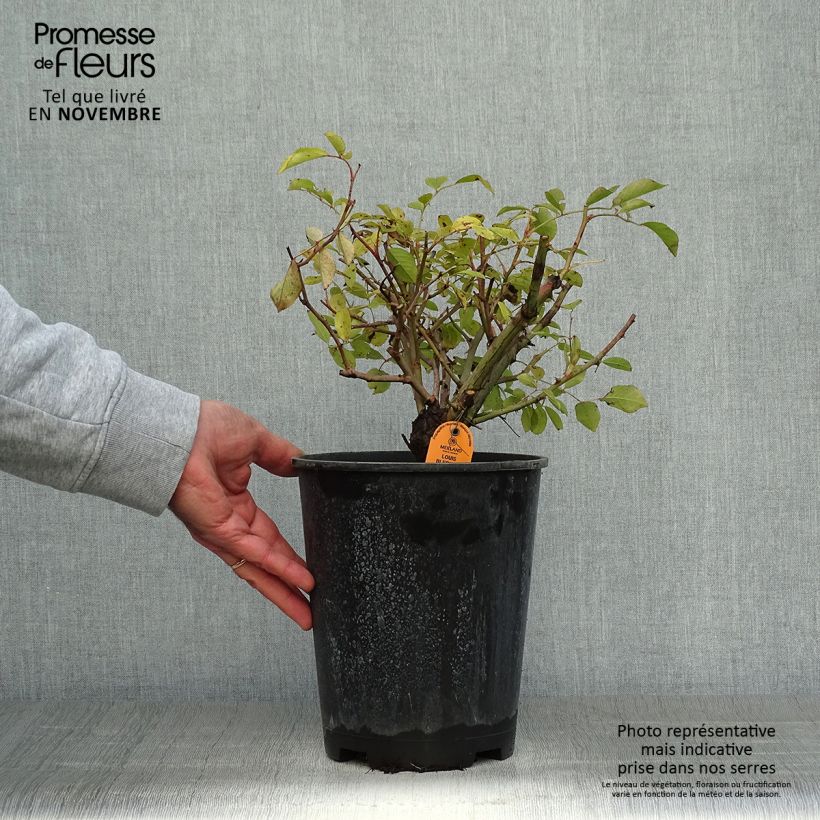 Ejemplar de Rosal polyantha Louis Blériot Maceta 4L/5L entregado en otoño