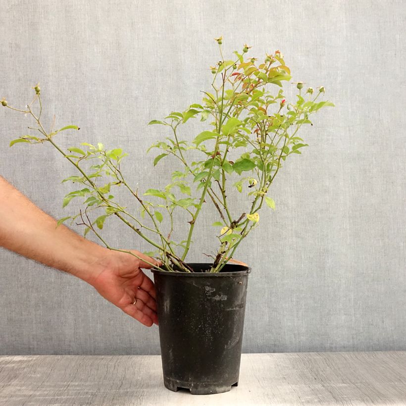 Ejemplar de Rosal polyantha Louis Blériot Maceta 4L/5L entregado en verano