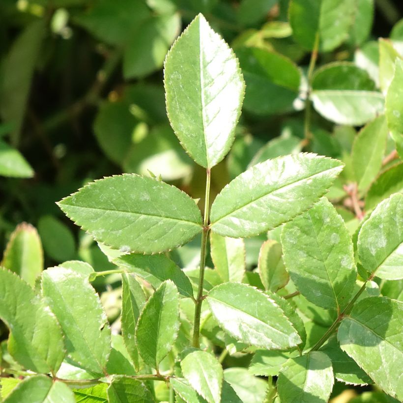 Rosal polyantha Louis Blériot (Follaje)