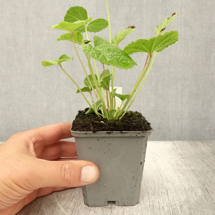 Ejemplar de Alcea rosea Chater's Double Violet - Malva real Maceta de 8/9 cm entregado en verano