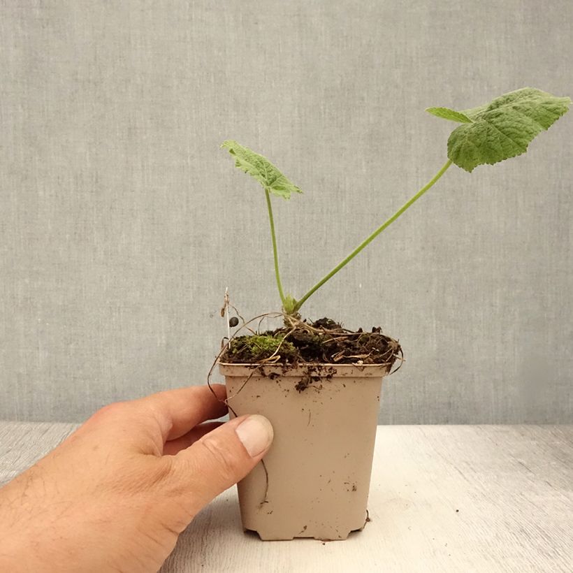 Ejemplar de Alcea rosea Sunshine - Malva real Maceta de 8/9 cm entregado en verano