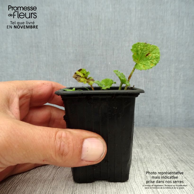 Ejemplar de Alcea rosea Nigra - Malva real Maceta de 7/8 cm entregado en otoño