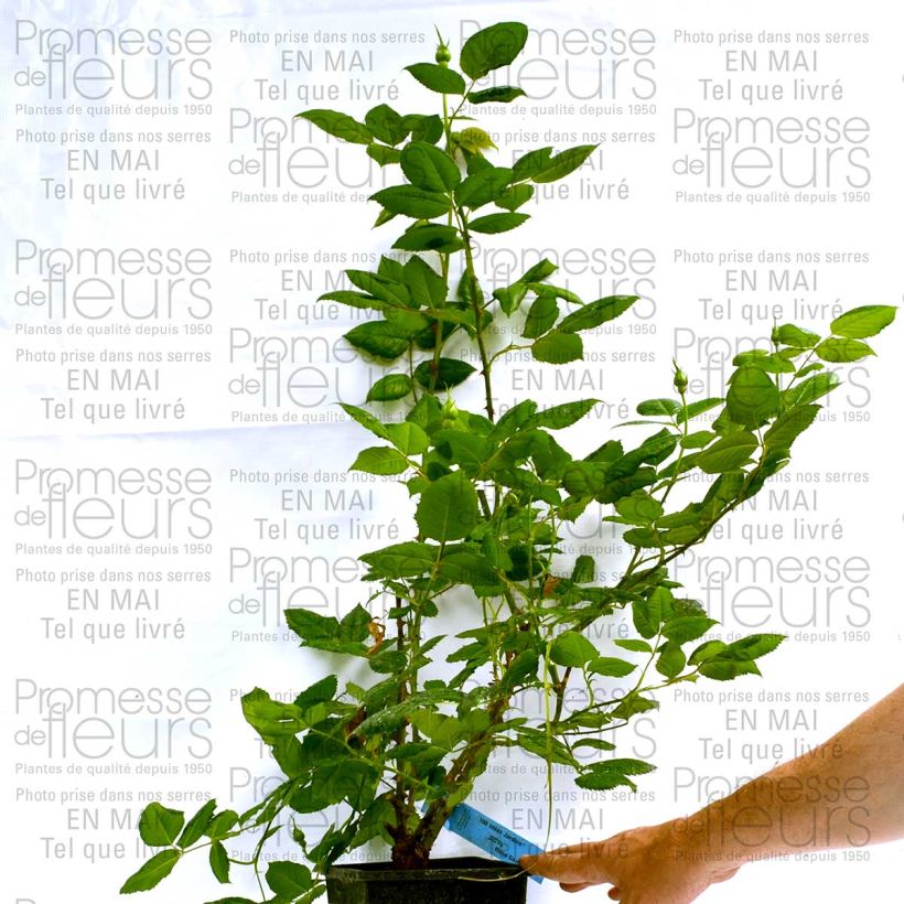 Ejemplo de ejemplar de Rosal GeneRosa 100 idees Jardin Maceta 4L/5L tal y como se entrega