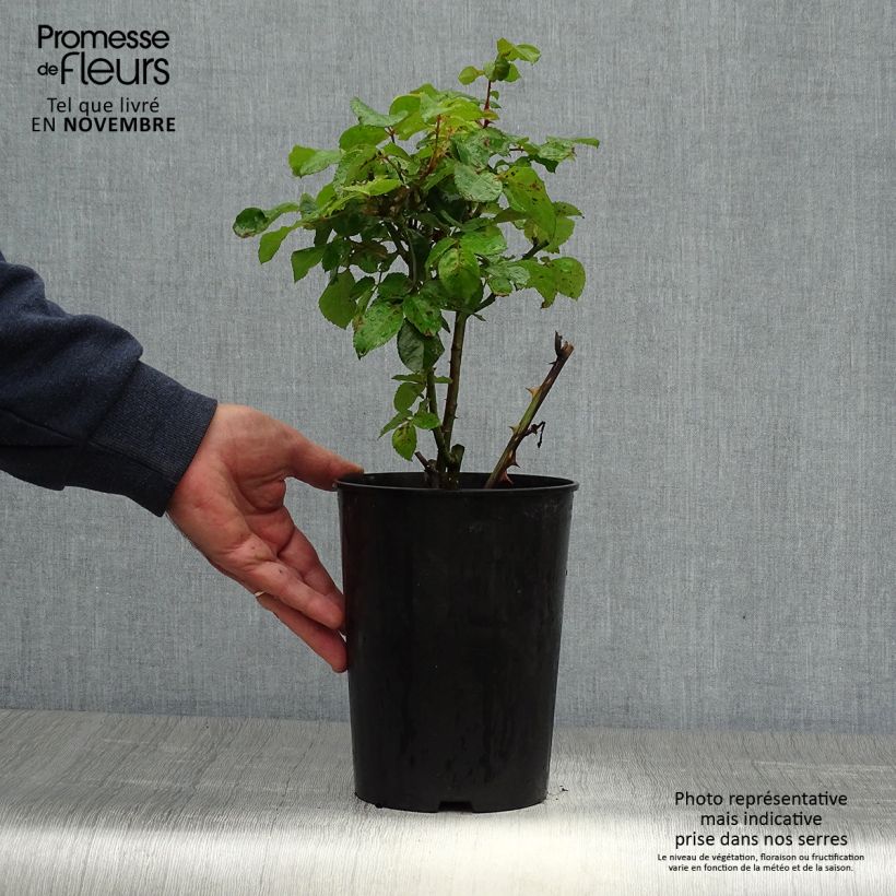 Ejemplar de Rosal Abracadabra Maceta 3L/4L entregado en otoño
