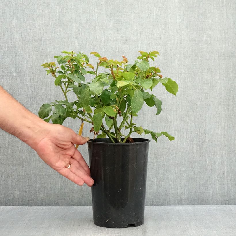 Ejemplar de Rosal Abracadabra Maceta 3L/4L entregado en verano