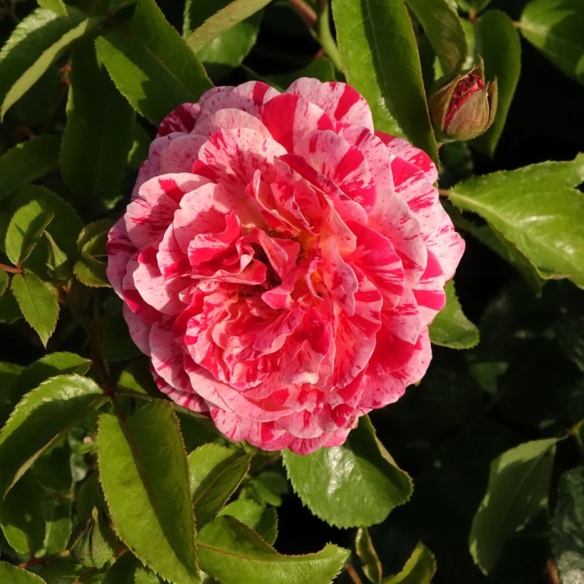 Rosal Abracadabra (Floración)