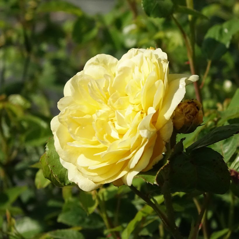 Rosal Anny Duperey (Floración)