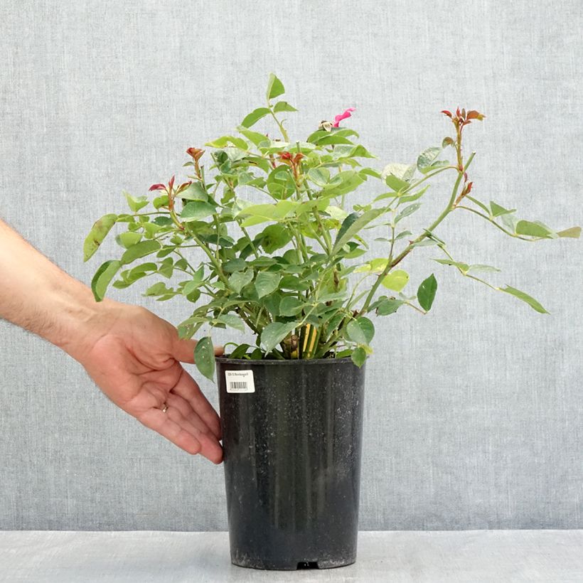 Ejemplar de Rosal Bordeaux Maceta 4L/5L entregado en verano