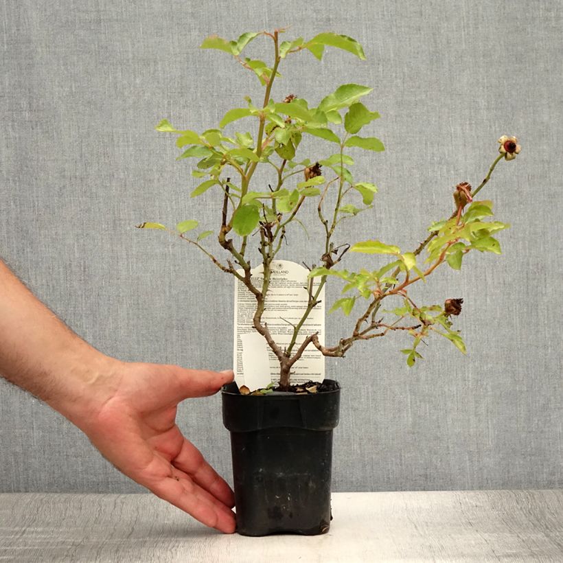 Ejemplar de Rosal Botticelli Maceta de 10 cm/11 cm entregado en verano