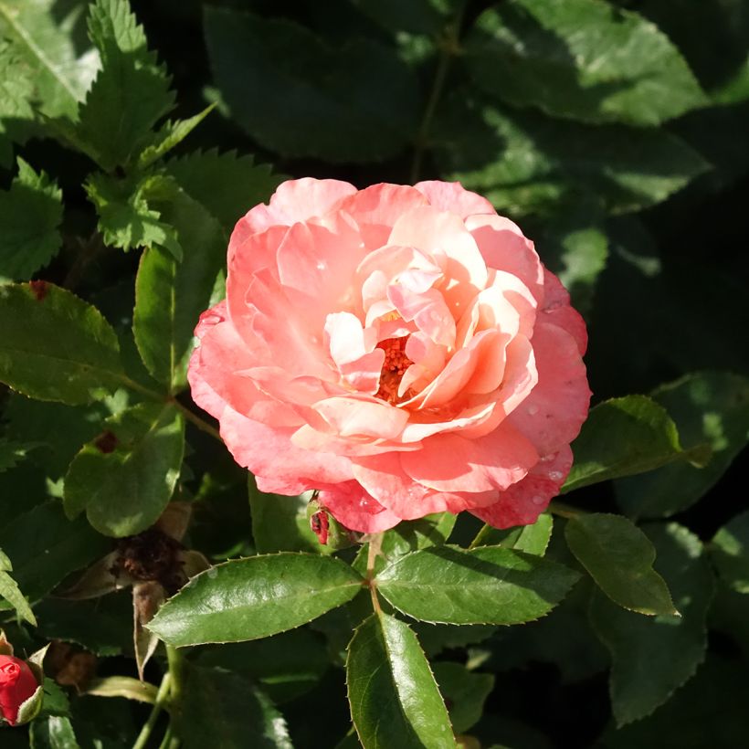 Rosal Botticelli (Floración)