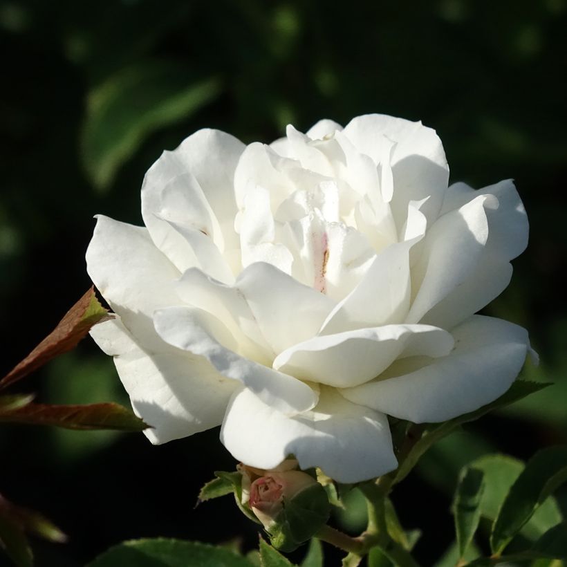 Rosal Carte Blanche (Floración)