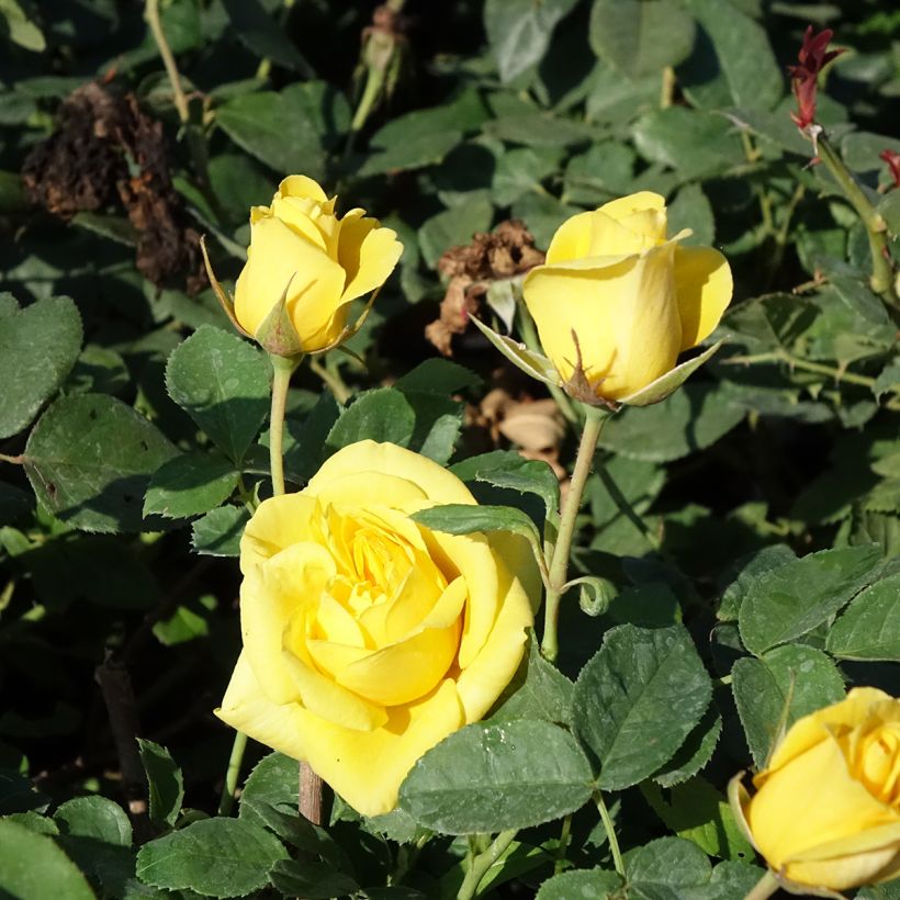 Rosal Carte d'Or (Floración)