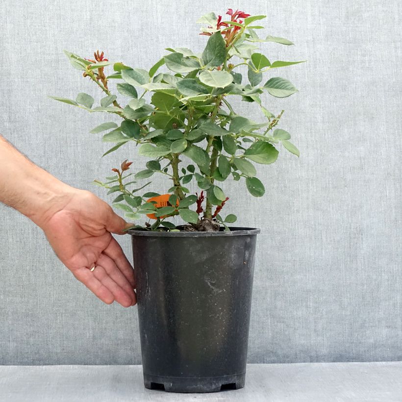 Ejemplar de Rosal Charles Aznavour Maceta 4L/5L entregado en verano