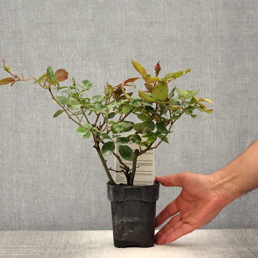 Ejemplar de Rosal polyantha Cherry Bonica Maceta de 10 cm/11 cm entregado en verano