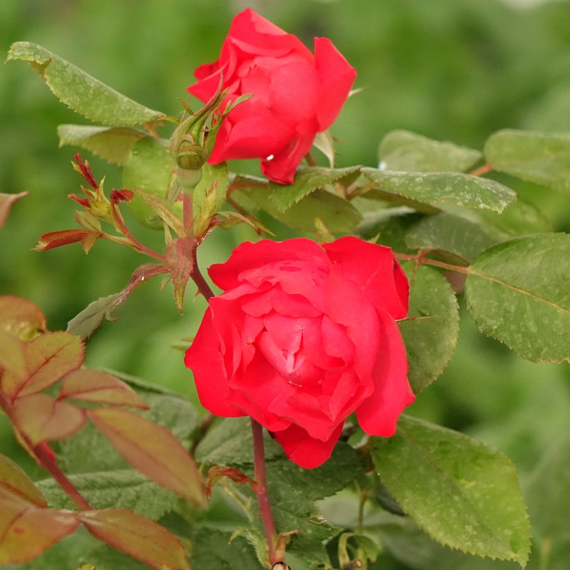 Rosal polyantha Cherry Bonica (Floración)