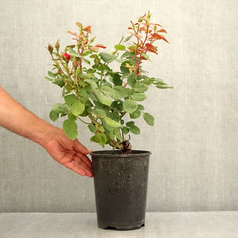 Ejemplar de Rosal polyantha Cherry Bonica Maceta 4L/5L entregado en verano