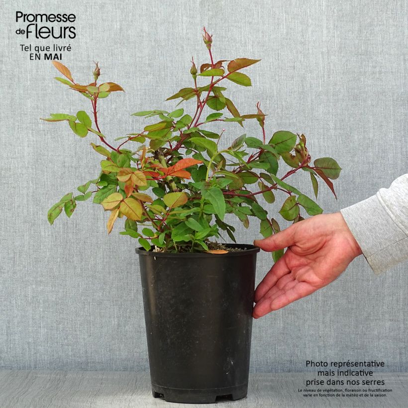 Rosal polyantha Cherry Bonica Maceta 4L/5L Ejemplar entregado en la primavera