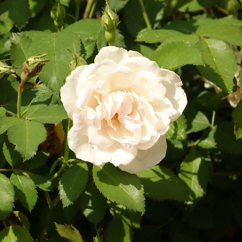 Rosal Crème Chantilly (Floración)