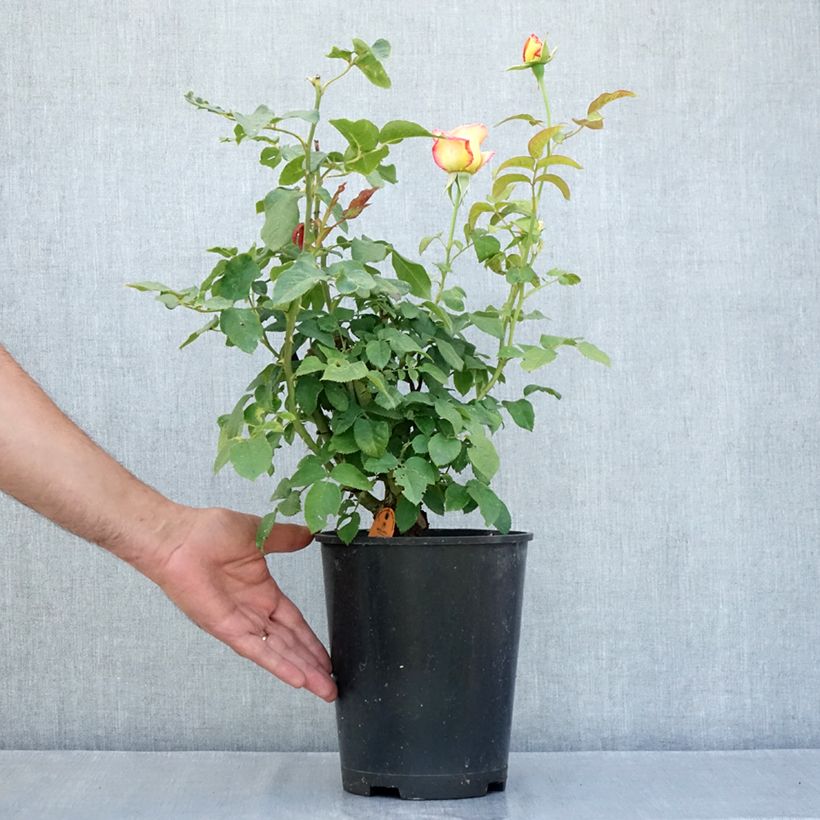 Ejemplar de Rosal Flame Origami Maceta 4L/5L entregado en verano