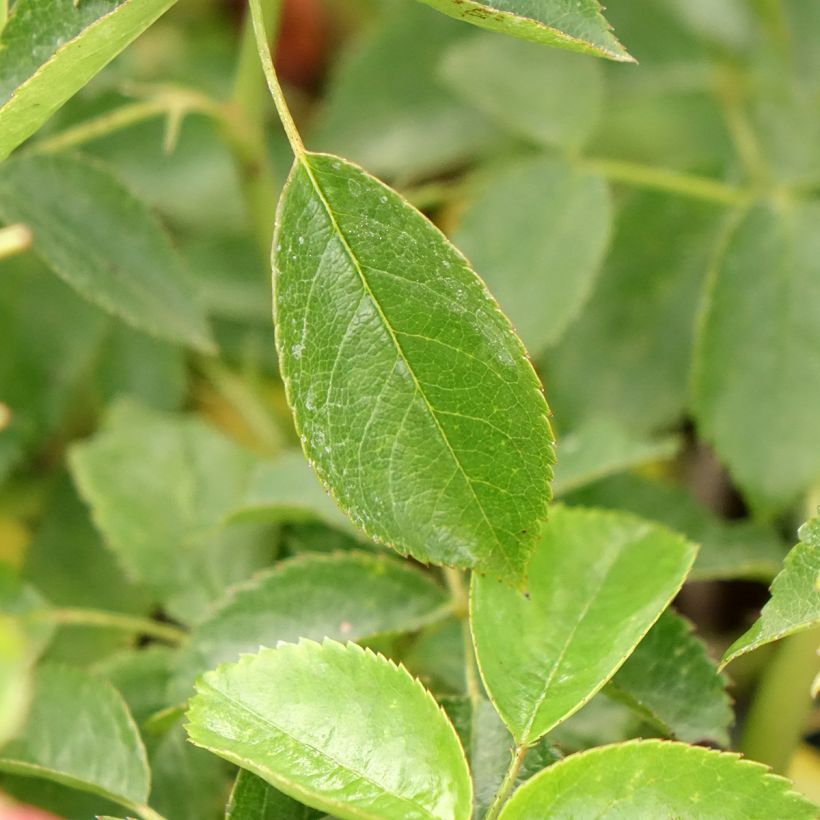 Rosal Folle Framboise (Follaje)