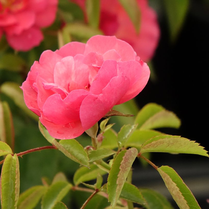 Rosal Folle Framboise (Floración)