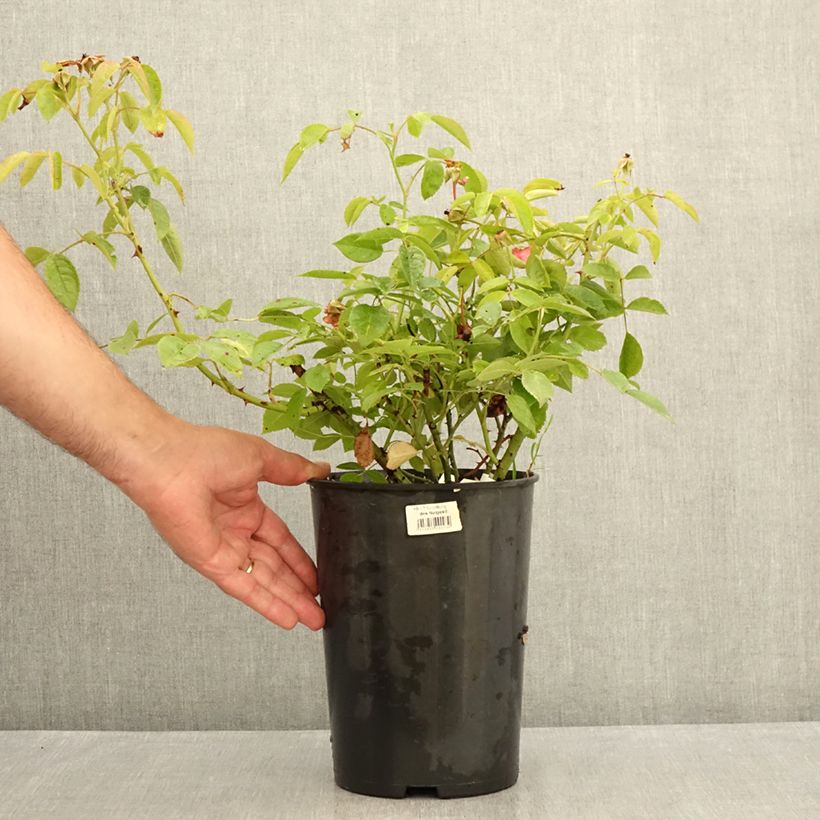 Ejemplar de Rosal Folle Framboise Maceta 4L/5L entregado en verano