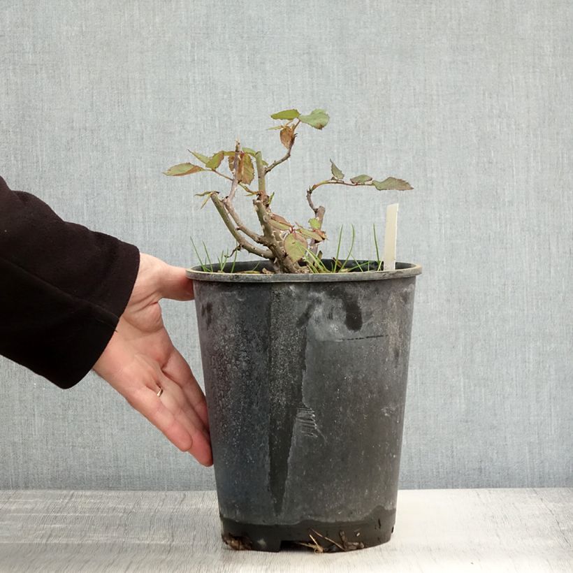 Ejemplar de Rosal Friesia Maceta 2L/3L entregado en otoño