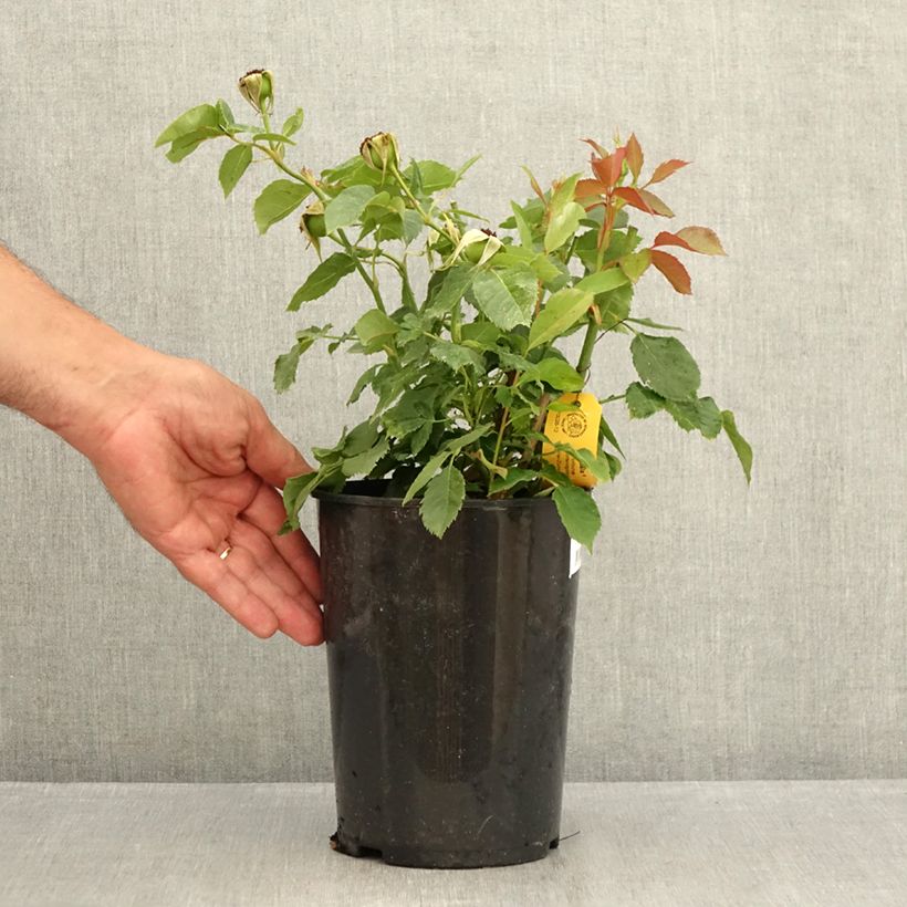 Ejemplar de Rosal Friesia Maceta 2L/3L entregado en verano
