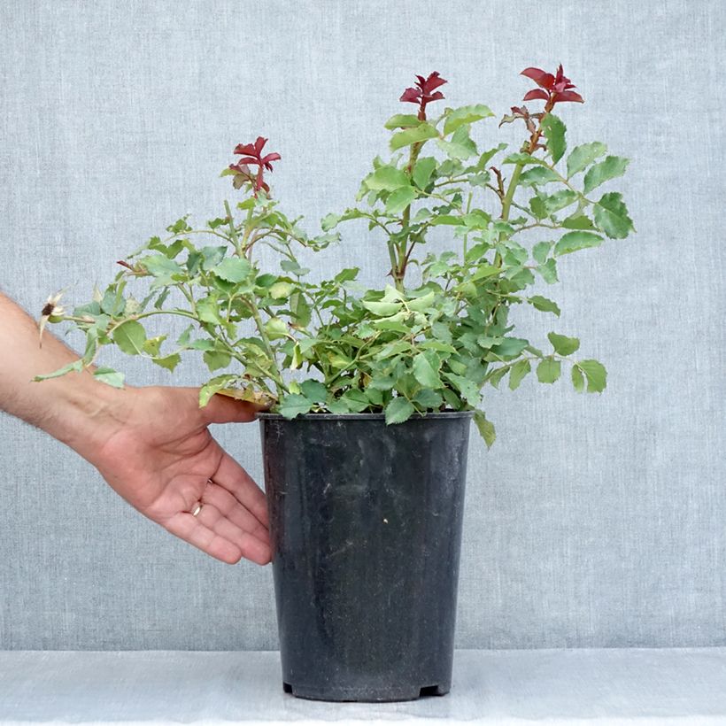 Ejemplar de Rosal Hedge Charmers Maceta 4L/5L entregado en verano
