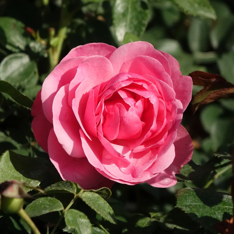 Rosal Leonardo Da Vinci Meideauri (Floración)