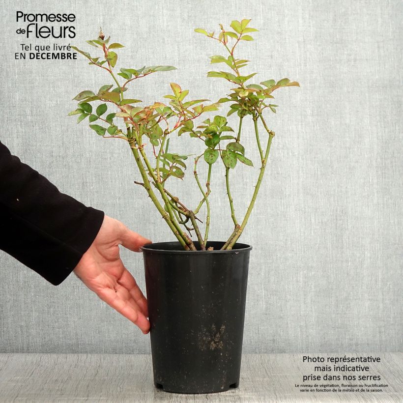 Ejemplar de Rosal Maria Mathilda Maceta 3L/4L entregado en otoño