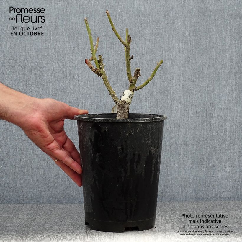 Ejemplar de Rosal Martin des Senteurs Maceta 4L/5L entregado en otoño
