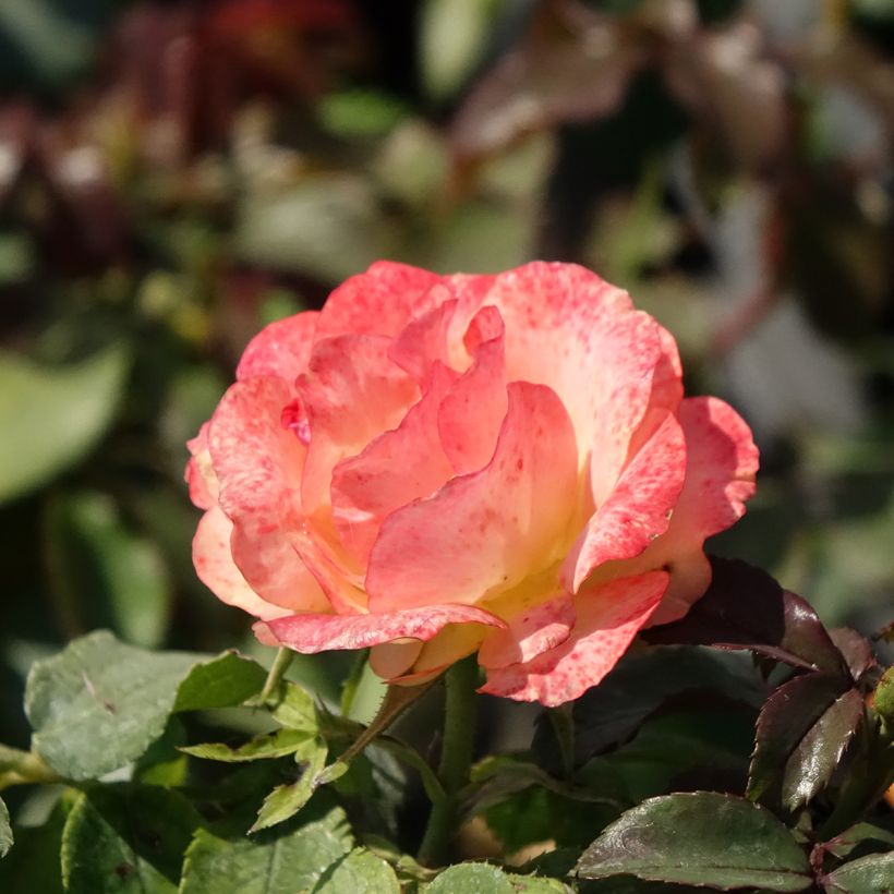 Rosal Message d'Espoir Meishamalo (Floración)