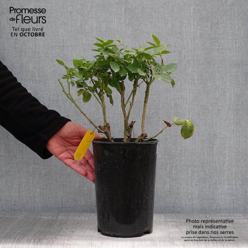 Ejemplar de Rosal Novalis Maceta 4L/5L entregado en otoño