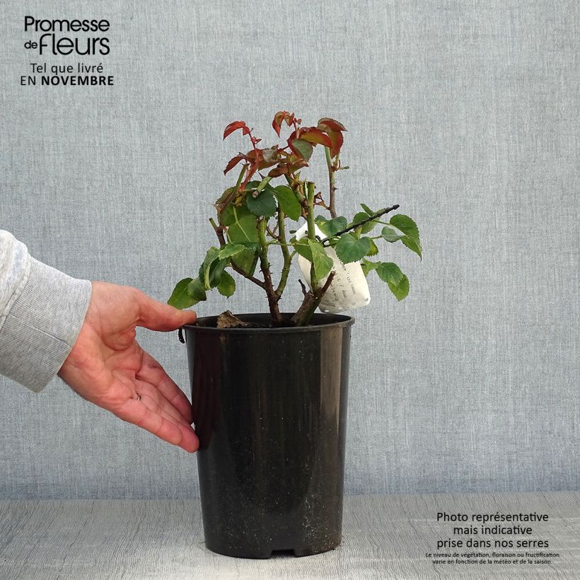Ejemplar de Rosal Naranja Orangerie Maceta 2L/3L entregado en otoño
