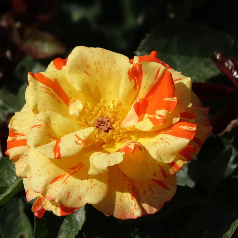 Rosal Oranges and Lemons (Floración)