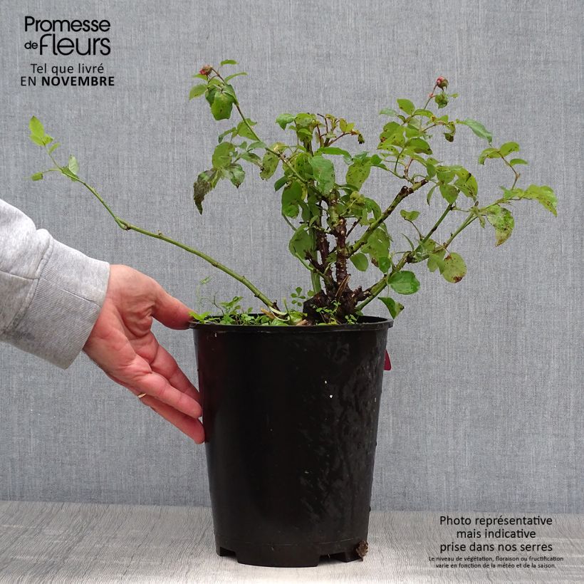Ejemplar de Rosal Pick'n Go Mattmag Maceta 4L/5L entregado en otoño