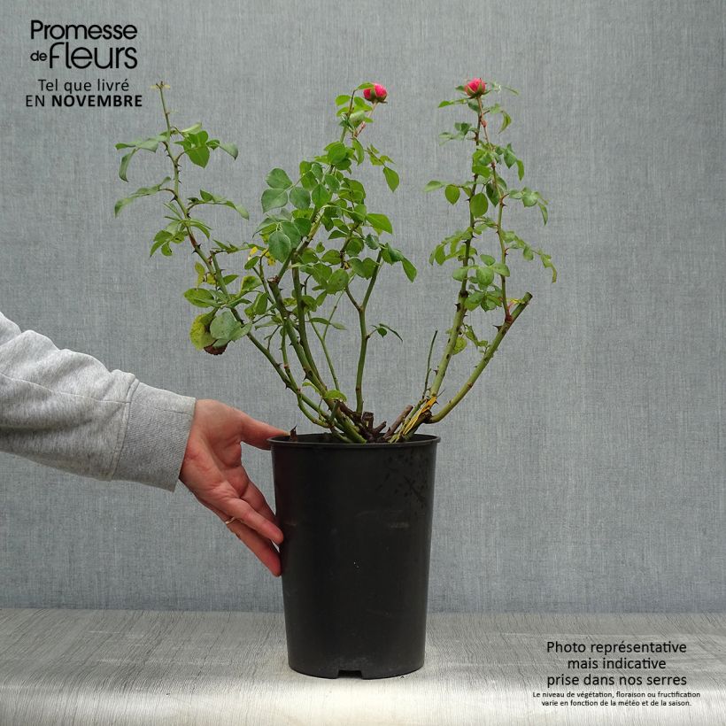 Ejemplar de Rosal Pomponella Maceta 4L/5L entregado en otoño