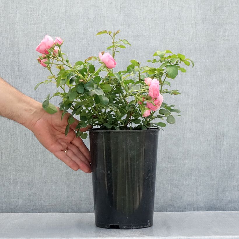 Ejemplar de Rosal Pomponella Maceta 4L/5L entregado en verano