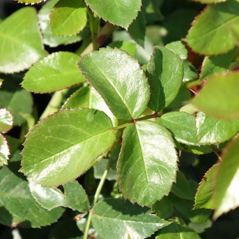 Rosal Pomponella (Follaje)