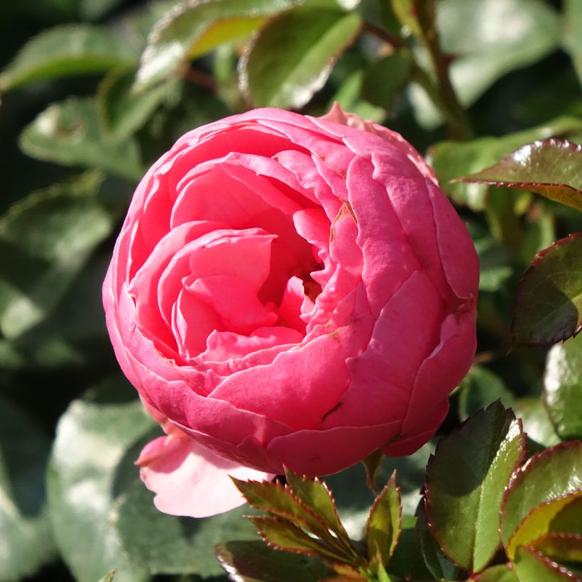 Rosal Pomponella (Floración)