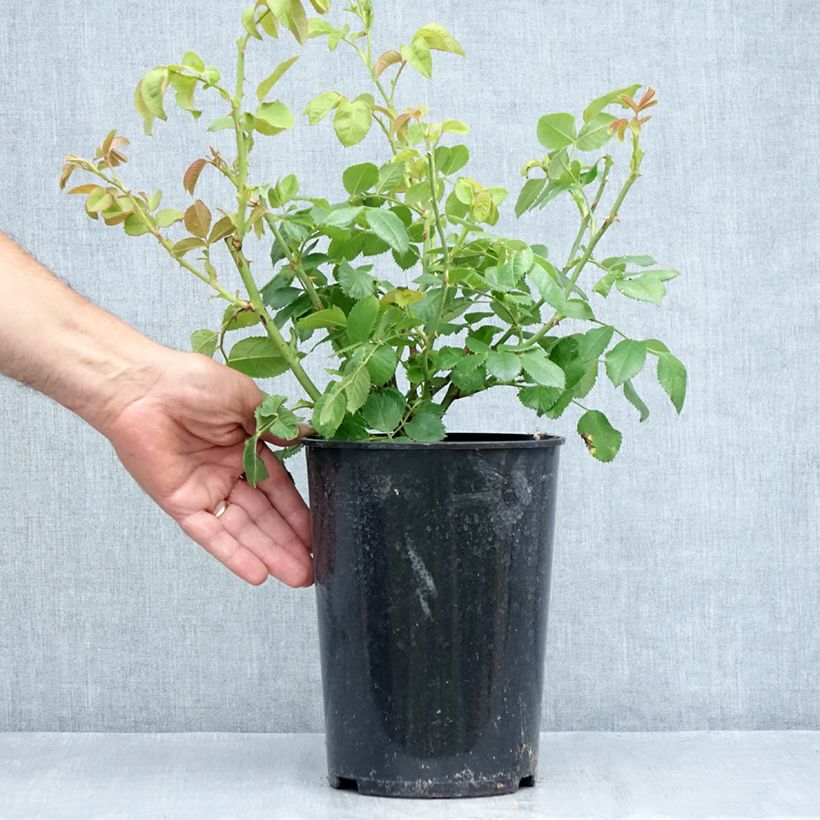 Ejemplar de Rosal Rhapsody In Blue Maceta 4L/5L entregado en verano