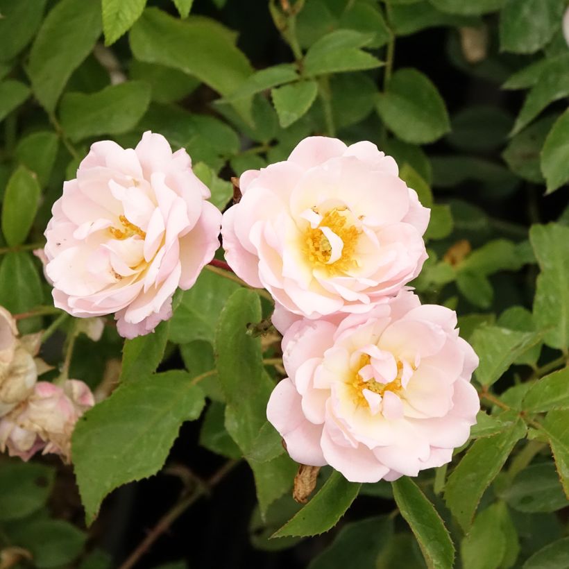 Rosal Rose de la petite Chabotte VELsema (Floración)