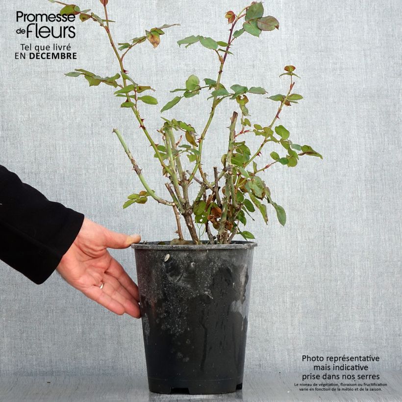 Ejemplar de Rosal Salto Maceta 4L/5L entregado en otoño
