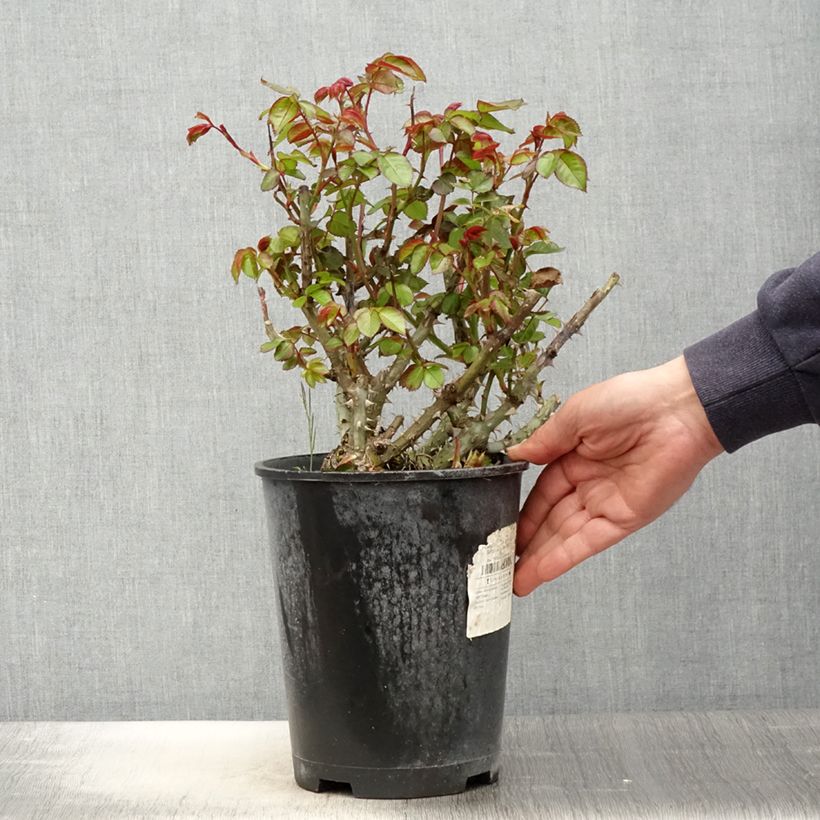 Rosal Salto Maceta 4L/5L Ejemplar entregado en la primavera